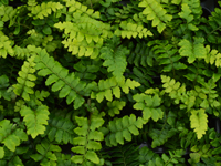 Hardy Fern Polystichum polyblepharum